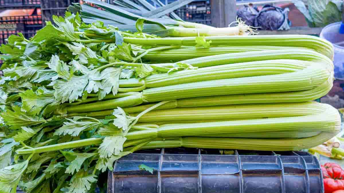 کرفس کوهی با عطر طبیعی و کیفیت ممتاز